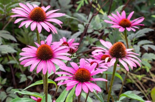 Garden Plants That Are Suitable For Clay Soil