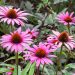 Garden Plants That Are Suitable For Clay Soil