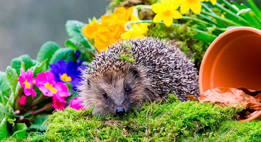 How To Attract Wildlife To Your Garden